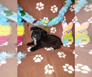 Yorkshire Terrier Puppy for sale in LAPEER, MI, USA
