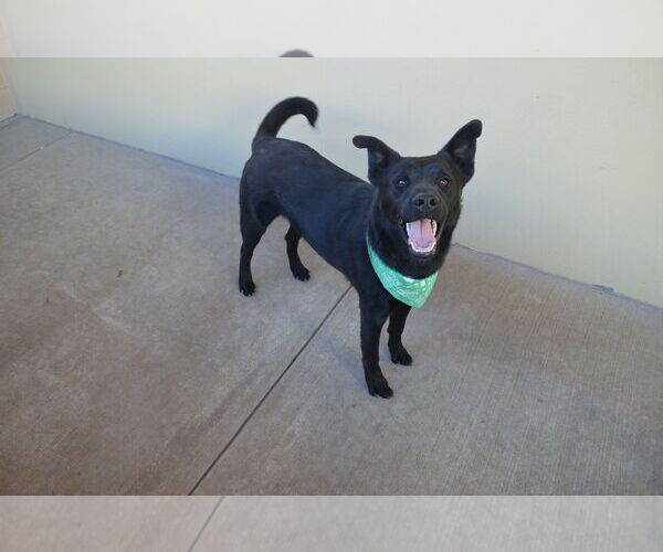 Medium Photo #2 Labrador Retriever-Unknown Mix Puppy For Sale in McKinney, TX, USA