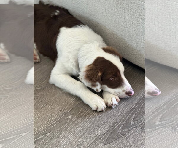 Medium Photo #14 Border Collie-Unknown Mix Puppy For Sale in Sandy, UT, USA