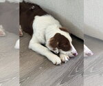 Small #13 Border Collie Mix
