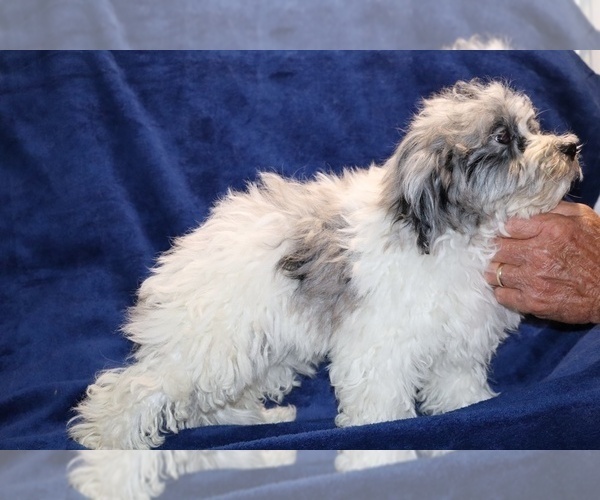 Medium Photo #11 ShihPoo Puppy For Sale in DYERSBURG, TN, USA