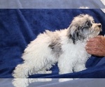 Small #10 ShihPoo