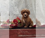 Small #3 Cavapoo-Poodle (Miniature) Mix
