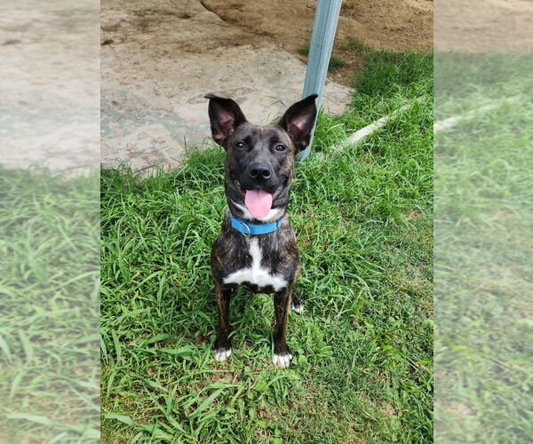 Medium Photo #4 Mutt Puppy For Sale in Evansville, IN, USA