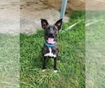 Small #3 Mutt