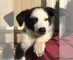 Small #1 German Shepherd Dog