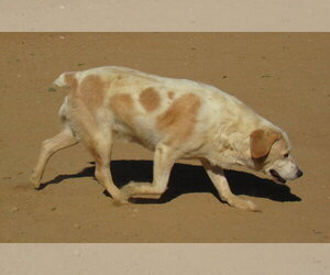 Spuds - - Male Beagle Dog for Adoption - Photo #8