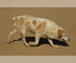 Small Photo #8 Beagle Puppy For Sale in Apple Valley, CA, USA