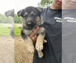 Small #2 German Shepherd Dog