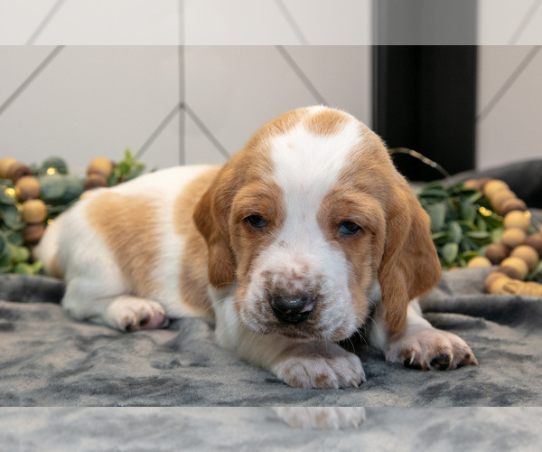 Medium Photo #22 Basset Hound Puppy For Sale in FRESNO, OH, USA