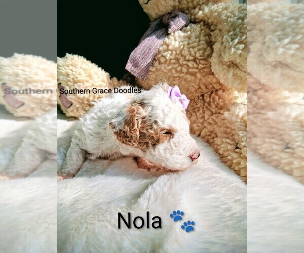 Medium Photo #11 Goldendoodle (Miniature) Puppy For Sale in GASTONIA, NC, USA