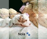 Small Photo #110 Goldendoodle (Miniature) Puppy For Sale in GASTONIA, NC, USA