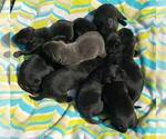 Puppy Charcoal Female Labrador Retriever