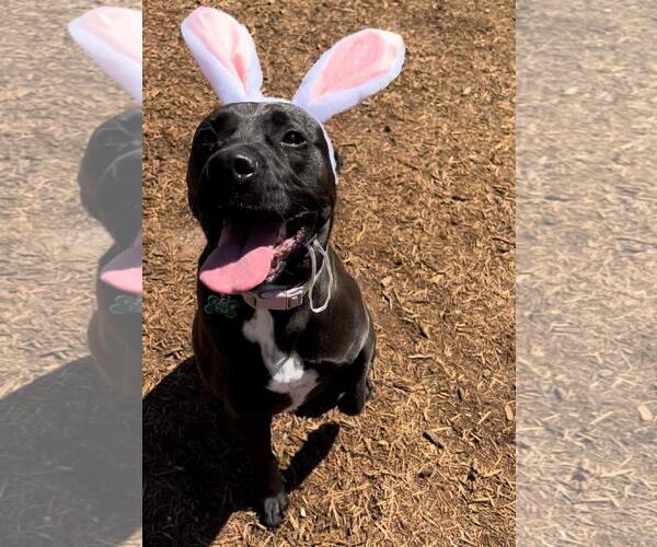 Medium Photo #23 American Pit Bull Terrier-Labrador Retriever Mix Puppy For Sale in Houston, TX, USA