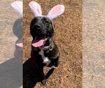 Small #22 American Pit Bull Terrier-Labrador Retriever Mix