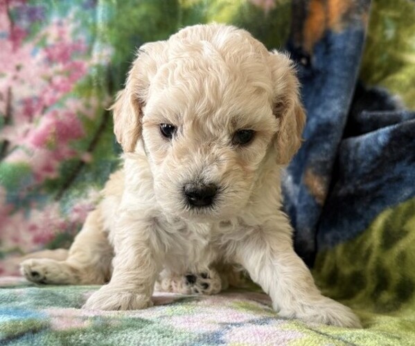 Medium Photo #2 Poodle (Miniature) Puppy For Sale in THORP, WI, USA