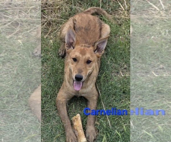 Medium Photo #1 Mutt Puppy For Sale in Minneapolis, MN, USA