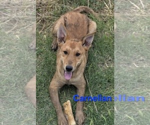 Mutt Dogs for adoption in Minneapolis, MN, USA