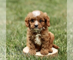 Cavapoo Puppy for sale in PARKESBURG, PA, USA