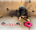 Small Photo #6 Australian Shepherd Puppy For Sale in BETHANY, CT, USA