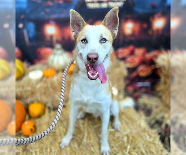 Medium Photo #3 Siberian Husky-Unknown Mix Puppy For Sale in Long Beach, CA, USA