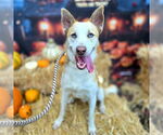 Small #2 Siberian Husky Mix