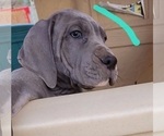 Small Photo #28 Great Dane Puppy For Sale in OGDEN, UT, USA
