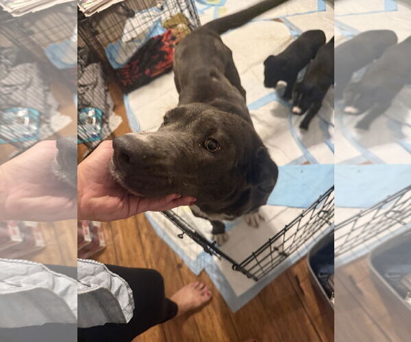 Medium Photo #2 Labrador Retriever-Unknown Mix Puppy For Sale in The Woodlands, TX, USA