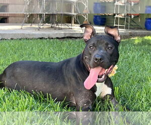 American Pit Bull Terrier-American Staffordshire Terrier Mix Dogs for adoption in Phoenix, AZ, USA