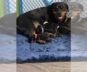 Rottweiler Puppy for sale in ORLANDO, FL, USA