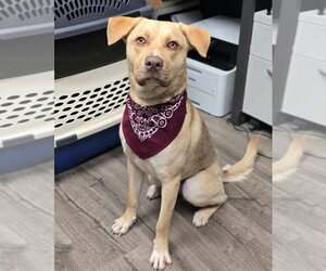 Labrador Retriever-Unknown Mix Dogs for adoption in Lakewood, CO, USA