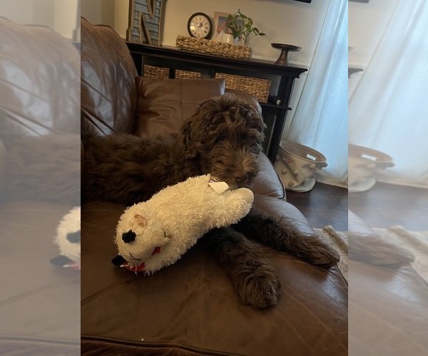 Medium Photo #3 Aussiedoodle-Labradoodle Mix Puppy For Sale in DAPHNE, AL, USA