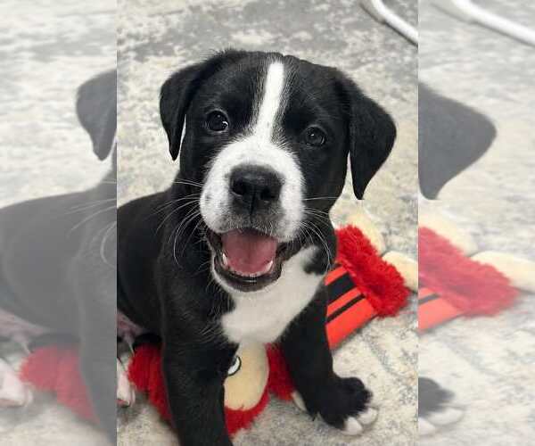Medium Photo #2 Labrador Retriever-Saint Bernard Mix Puppy For Sale in Fenton, MO, USA