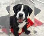 Small #1 Labrador Retriever-Saint Bernard Mix