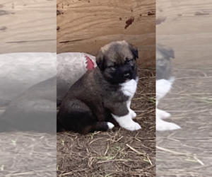 German Shepherd Dog-Great Pyrenees Mix Puppy for sale in AIKEN, SC, USA