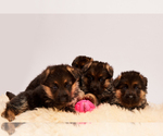 Small Photo #14 German Shepherd Dog Puppy For Sale in ALICE, TX, USA