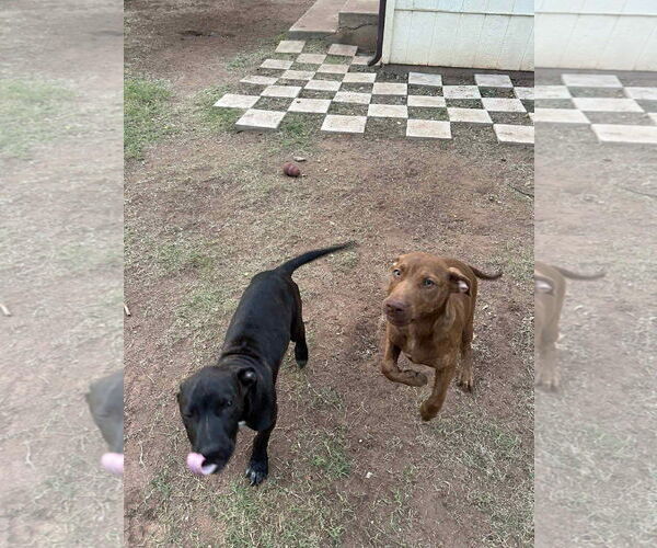 Medium Photo #6 Chocolate Labrador retriever-Unknown Mix Puppy For Sale in NEWPORT NH, NH, USA