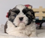 Small Photo #36 Shih Tzu Puppy For Sale in GOSHEN, IN, USA