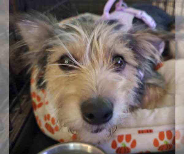 Medium Photo #1 Mutt Puppy For Sale in Olalla, WA, USA