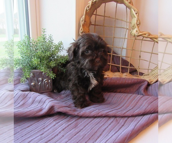 Medium Photo #1 ShihPoo Puppy For Sale in LE MARS, IA, USA