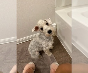 Father of the Schnauzer (Miniature) puppies born on 04/23/2025