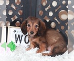 Small #2 Dachshund