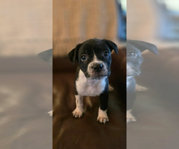 Medium Photo #1 Mutt Puppy For Sale in Holly Springs, NC, USA