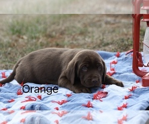Labrador Retriever Puppy for sale in RUTHERFORDTON, NC, USA