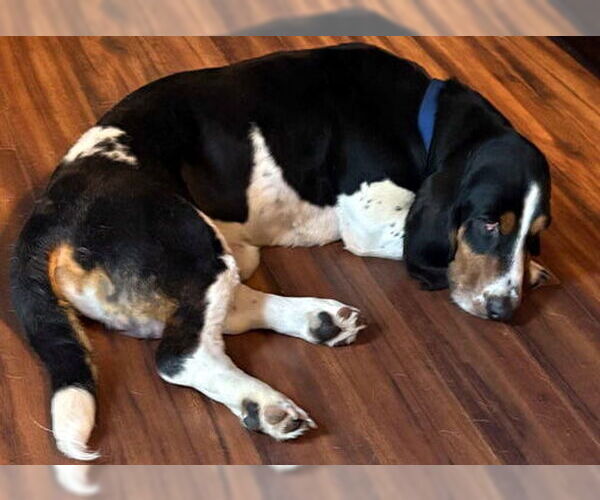 Medium Photo #2 Basset Hound Puppy For Sale in Deepwater, NJ, USA