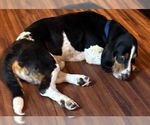 Small #1 Basset Hound
