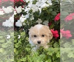 Small #2 Havanese