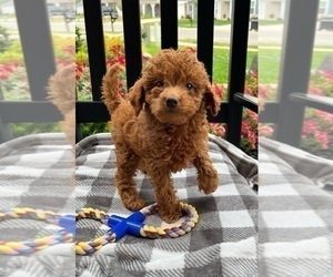 Goldendoodle (Miniature) Puppy for sale in INDIANAPOLIS, IN, USA