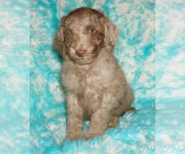 Medium Photo #2 Labradoodle Puppy For Sale in LA HABRA, CA, USA