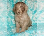 Small #1 Labradoodle